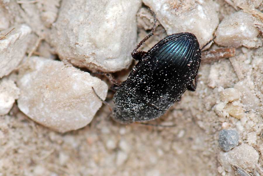 Carabidae alpino da id. Amara ovata